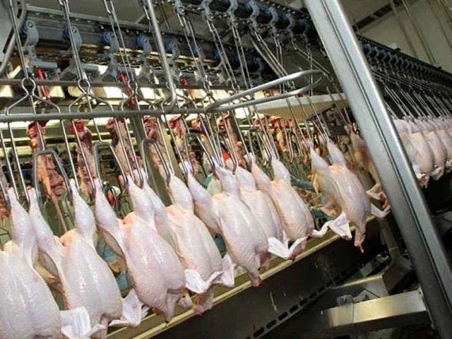 پیشتازی برزیل در صادرات مرغ در جهان