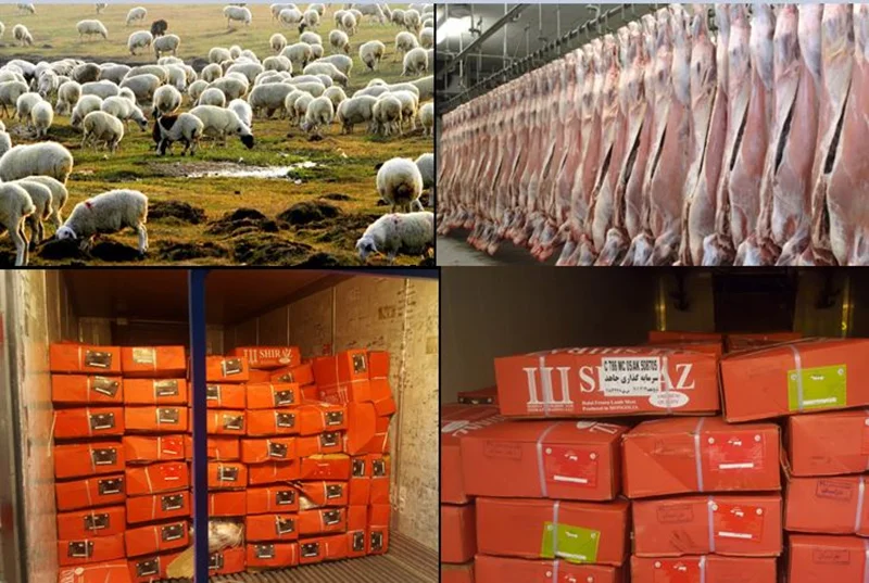 ادامه ترخیص و توزیع گوشت منجمد گوسفندی مغولستان در تهران