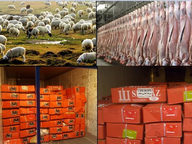 ادامه ترخیص و توزیع گوشت منجمد گوسفندی مغولستان در تهران